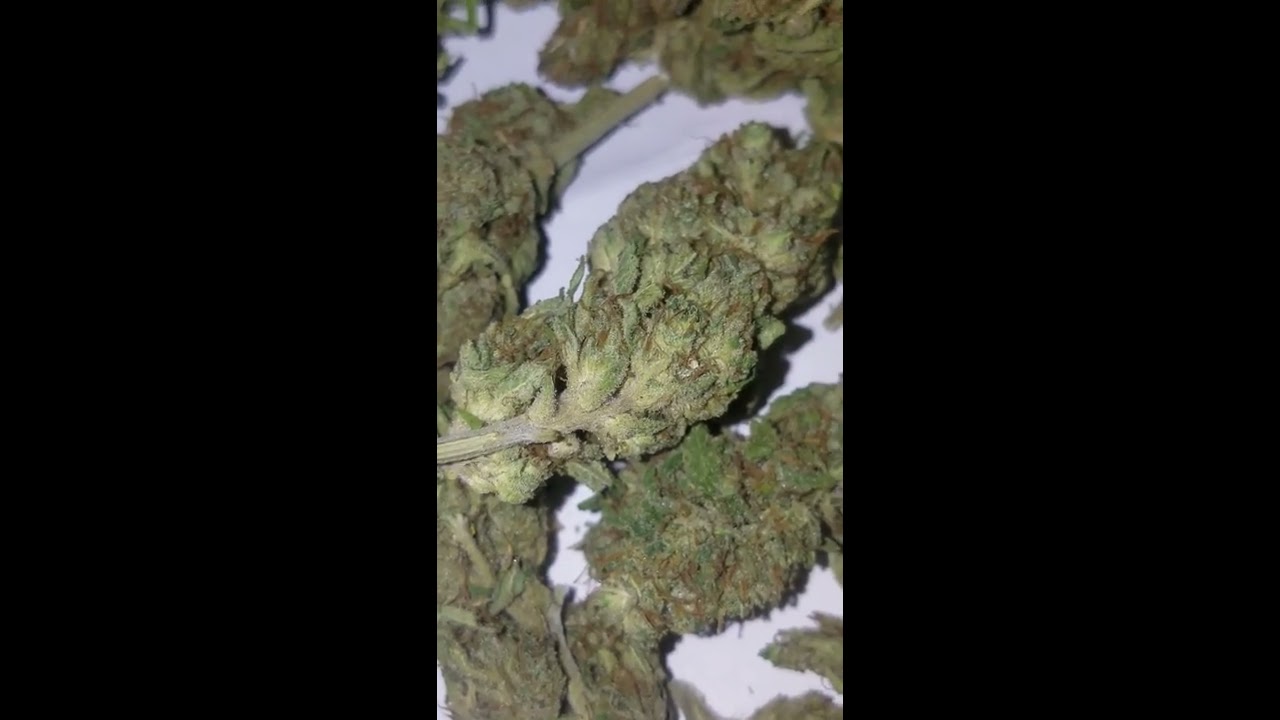 Krishna's special sauce from starseed botanicals (high quality cbd flower)