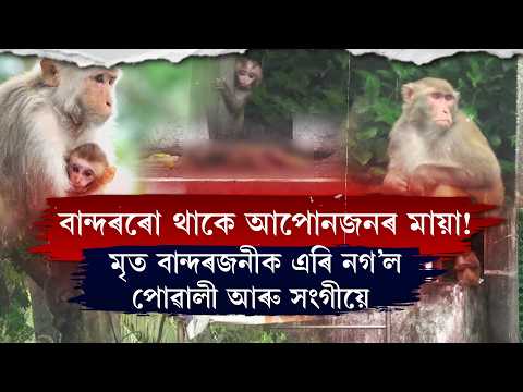 মৃত বান্দৰজনীক এৰি নগ’ল পোৱালী আৰু সংগীয়ে