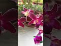 Magnificent Mangosteen Orchid flowers #orchid #amritashaw #dendrobium