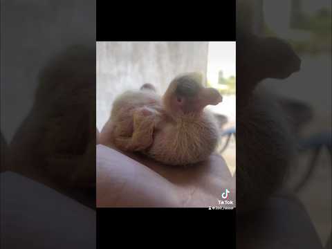 فرقع لوز الشعب الصيني ماله حل