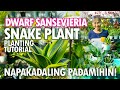 NAPAKA-CUTE NA DWARF SNAKE PLANT! PAANO PADAMIHIN? NAPAKADALI LANG! | Haydees Garden