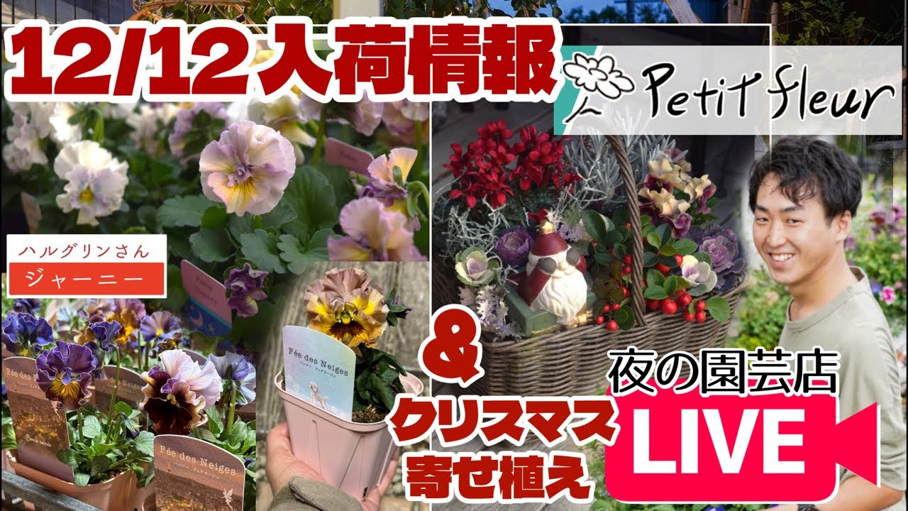 パンジー】入荷情報＆クリスマス寄せ植えLIVE！ - YouTube