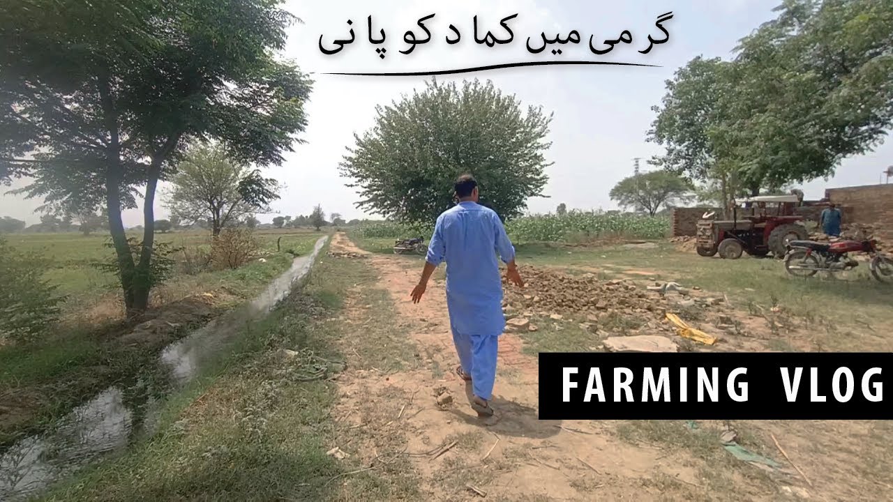 shugercan farming in punjab | sugarcane farming vlog in my village | village life in pakistan
