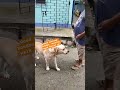 Golu r morning walk cholche #labrador #dog #shortsviral #pets #youranimals