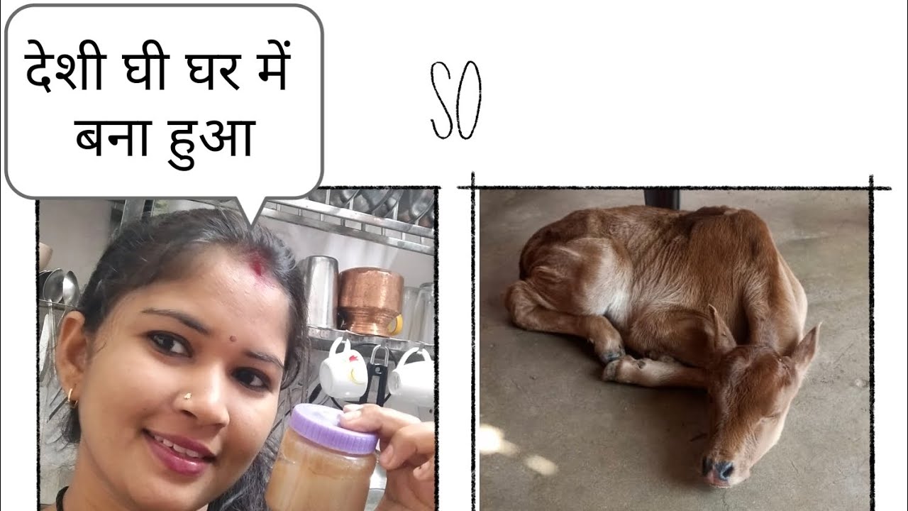 आज मैने बनाया है देशी घी घर पर 🙏 देशी घी रेसिप 