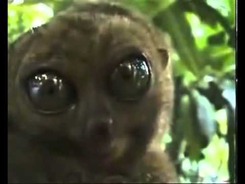 OMG cat meets the Dramatic Lemur