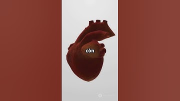 Khám phá trái tim khổng lồ của cá voi xanh #khampha