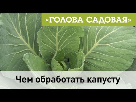 Голова садовая Чем обработать капусту