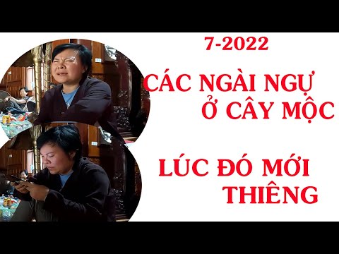 Video CÔ ĐỒNG SINH GỌI HỒN : 7-2022 CÁC NGÀI MÀ NGỰ Ở CÂY... - youtube
