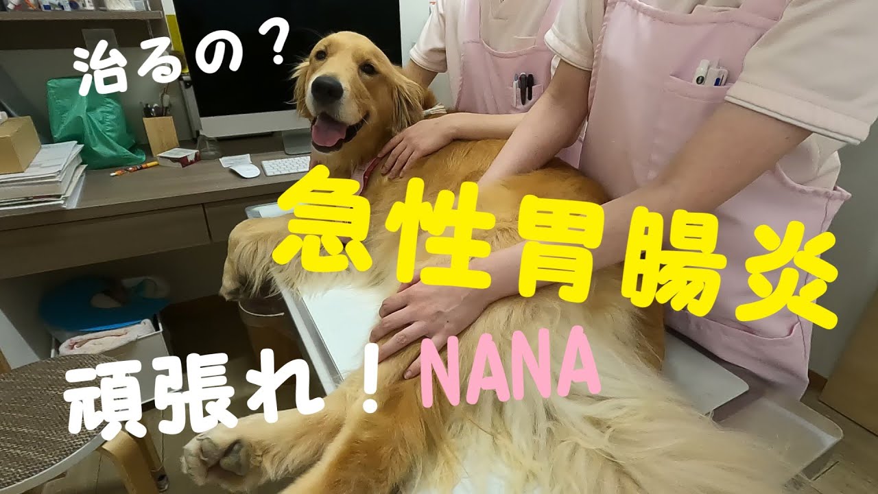 治るの？急性胃腸炎！頑張れNANA！　Acute Gastroenteritis?　ゴールデンレトリバーNANA