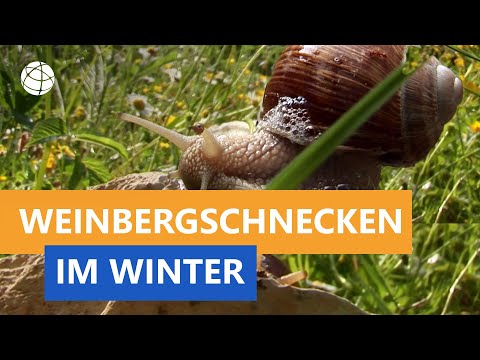 Video: Kommen Weichtiere zurück?