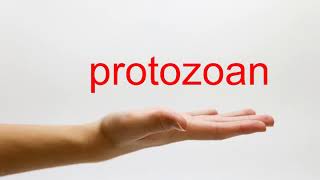 How To Pronounce Protozoan - American English