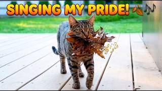 These Cats are TOO FUNNY! | Manic Pixie Cat Lady