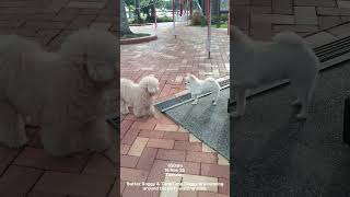 Kusu Island - 18 Nov 25 - 850am - Butter Doggy 🐕 and TangTang Doggy 🐕 are running around the jetty.