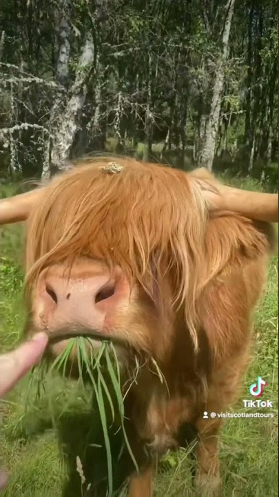 Scottish Highland Cattle  Busch Gardens Williamsburg