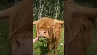 Scottish Highland Cow 🏴󠁧󠁢󠁳󠁣󠁴󠁿❤️🐮