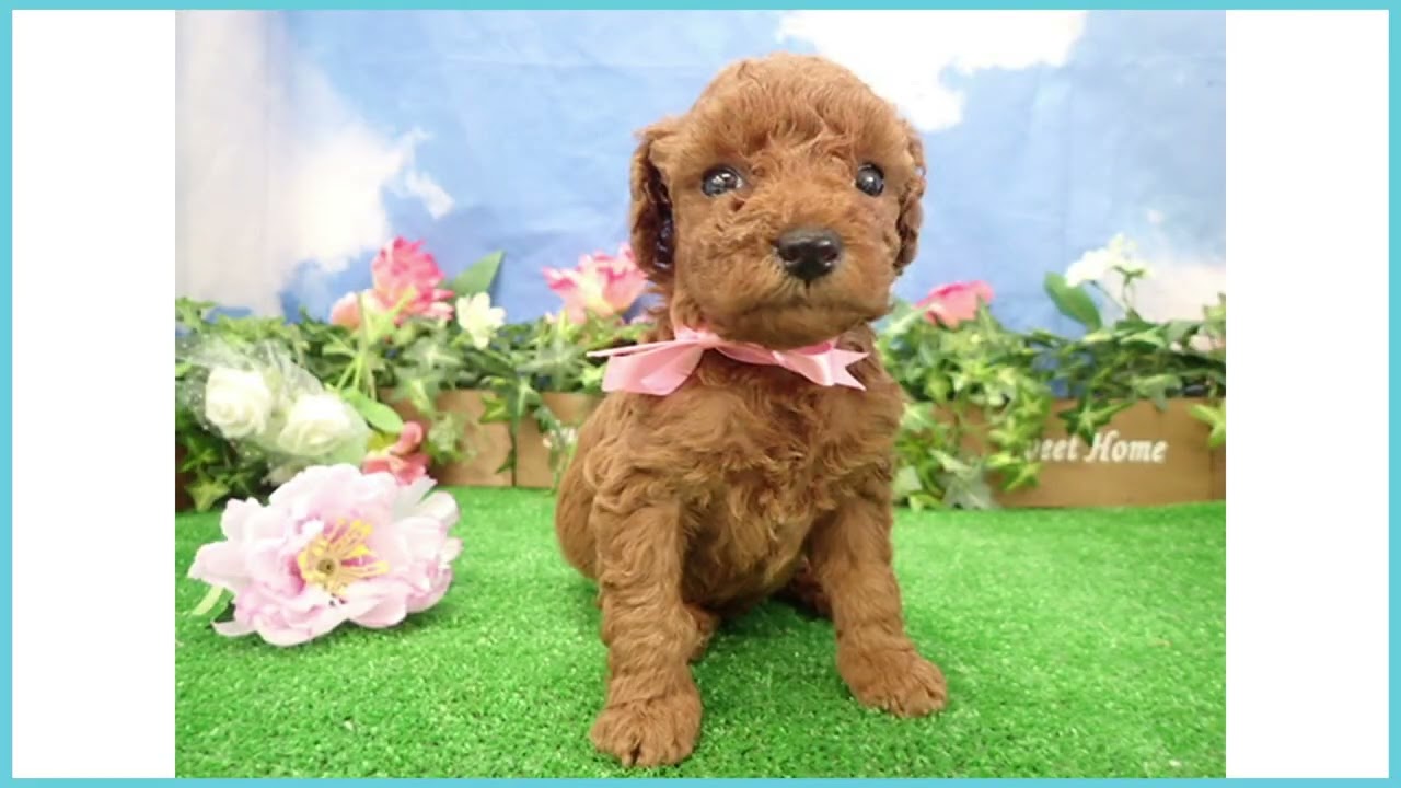 ペットショップcoo&riku No.00744293 T・プードル - YouTube