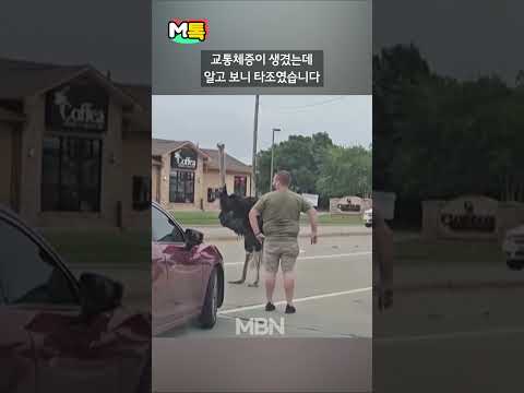 도로 위에 타조가? 음식으로 유인했더니 [shorts]