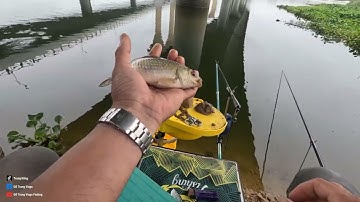 câu cá ngày mua nay mới kể / câu cá diếc ngày mưa bất ổn / điểm câu ko cần đến ô