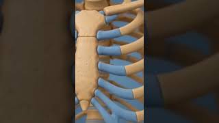 Thoracic Cavity Explained in Minutes! | Anatomy Made Easy #ThoracicCavity #Anatomy #Physiotherapy