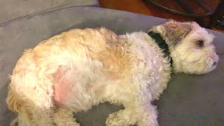LOFI Puppy Petting ASMR screenshot 5
