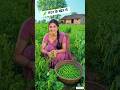 #70 🫛😜 मटर के खेत में 🌱💚 | Village Life pea #mater vlog #villagelife #bhabhi | Komal Army #shorts