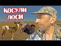 КОСУЛИ  ЛОСИ   ВСЁ КАК ОБЫЧНО