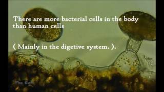 The Cell - some Top amazing facts