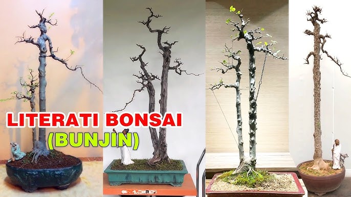 Tham Khảo 15 Tác Phẩm Bonsai Dáng Văn Nhân - Youtube