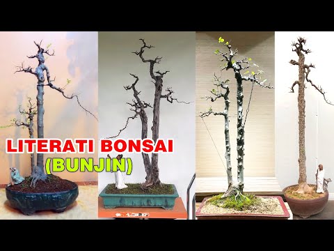 Video Bonsai Dáng Văn Nhân và quá trình tạo nên tác phẩm - youtube