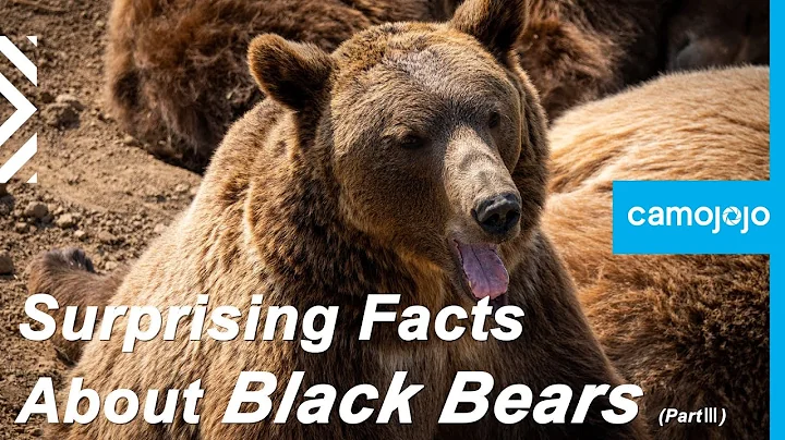 【Camojojo】Fun facts about black bears (PartⅢ)