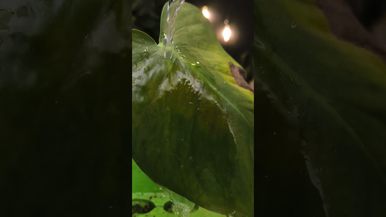 Monstera Thripse loswerden #pflanzenliebe #pflanzenpflege #pflanzen -  YouTube