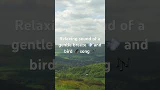 Relaxing English scenery Light breeze? and bird ? sound ? uk asmrvideo relax