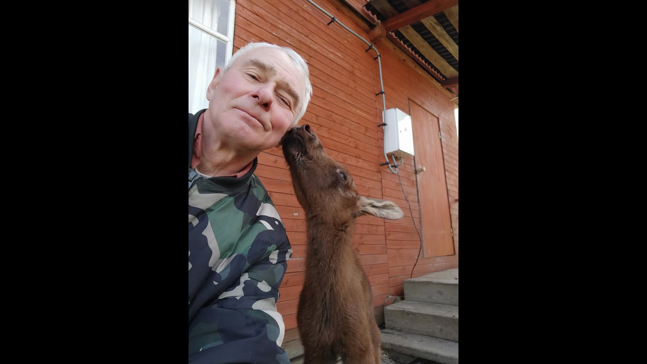 СПАСЕНИЕ ЛОСЕНКА ЧАСТЬ 1 - YouTube