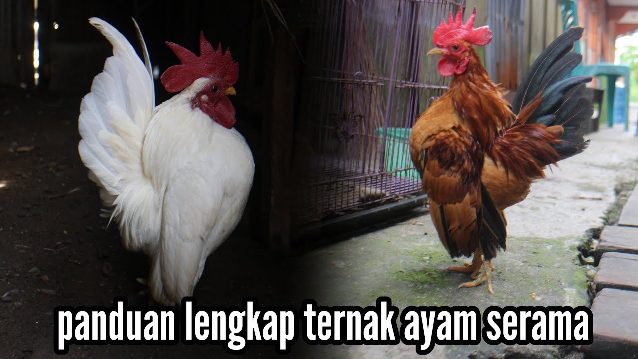 Panduan Beternak Ayam Serama @RusmadiSoemadji #breeding #ternak #ayamserama
