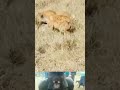 Hyena tries to snatch a warthog 😳 | Animal fight video | #wildlife #shorts