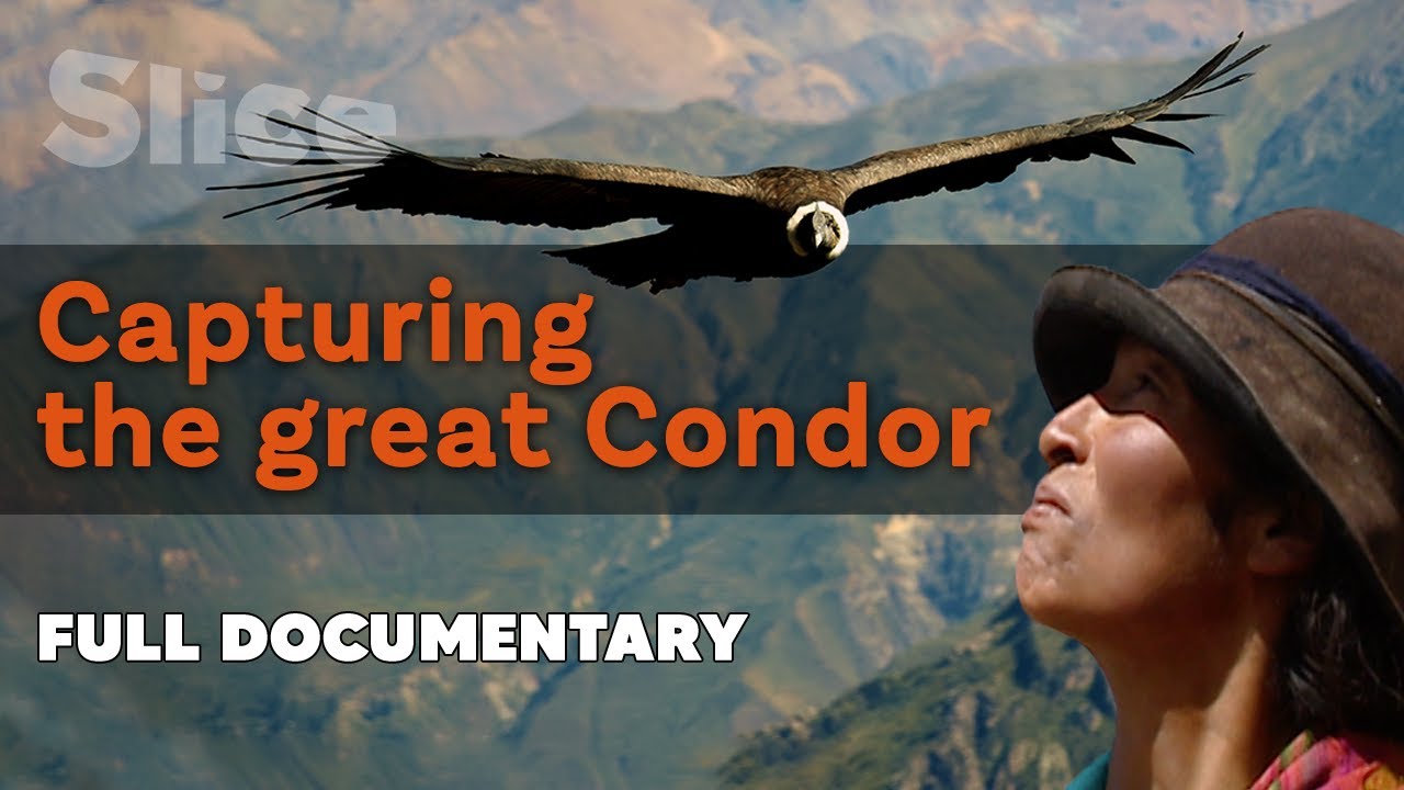 Documentary backdrop image for Catching the sacred bird of the Quechua people (2022)