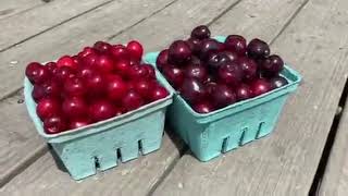 Tart Cherries vs. Sweet Cherries