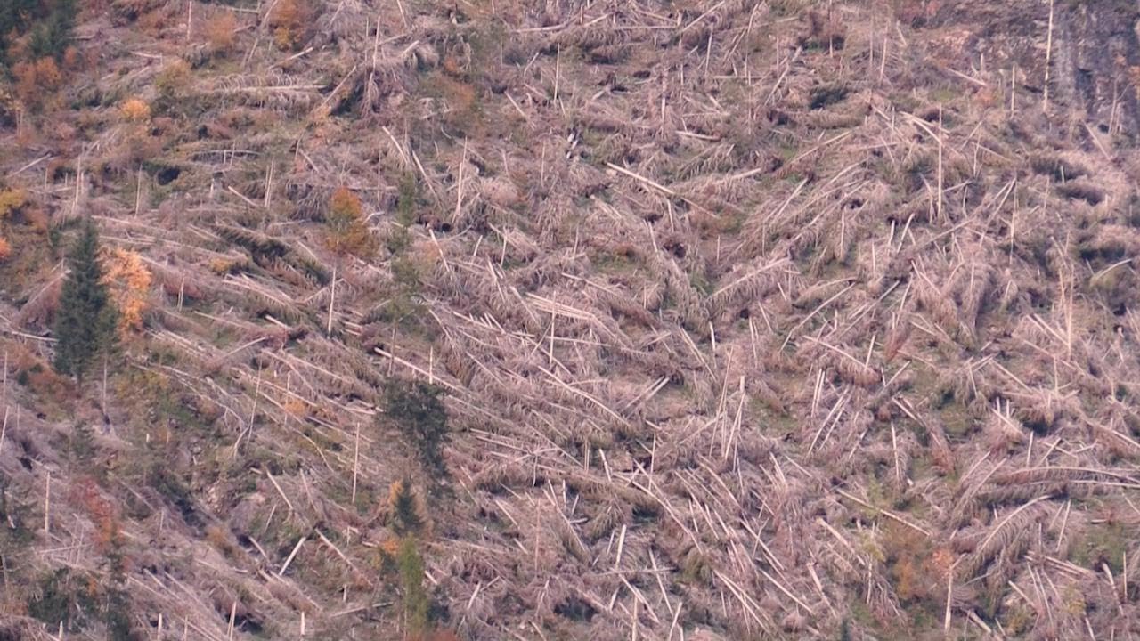 Belluno, la rinascita delle valli devastate da Vaia: 