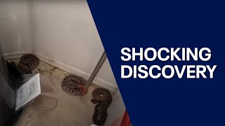 Yikes! 20 rattlesnakes found in Arizona man's garage