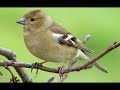 Best Common Chaffinch Sound For Hunting أفضل صوت صلنج للصيد 