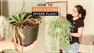 How to Save Drying Spider Plant| सूखने से कैसे बचाए मूसली पौधे को | monthly hindi video