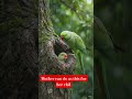بارش میں ماں طوطے کی محبت ❤️🦜 | Emotional Bird Story #Shorts