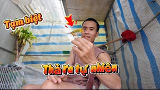 Chú vành khuyên từng được chăm sóc đã bỏ mình mà đi không quay lại cảm ơn.