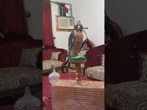 صقر الشاهين في املج