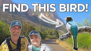 Birding Portal Az  Searching For The Awesome Elegant Trogon