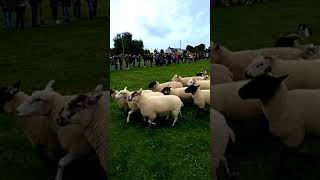 One day in Causey Farm