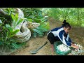 Young girl leaves the city to forage wild eggs as a giant python watches from behind