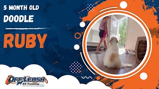 Ruby | 5 Month Old Doodle | 1 Week Board & Train | Off Leash K9 Training, Georgia