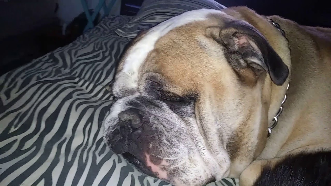 My Snoring Bulldog YouTube